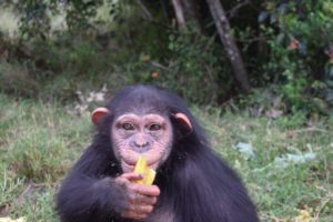 Help Baran, a four-year-old Chimpanzee!