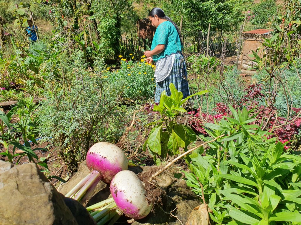 Feed & Heal 100 malnourished children in Guatemala