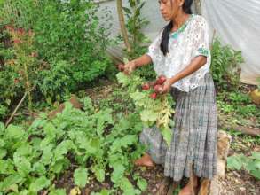 Growing your own vegetables