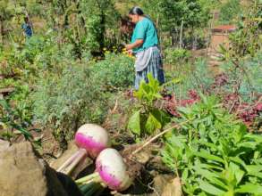 Harvesting your own vegetables