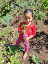 Produciendo  vegetales