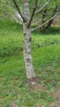 Levi's Tree Today