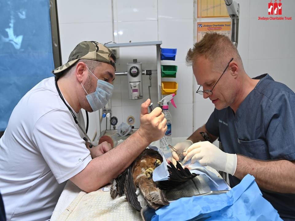 Raptor Rehabilitation Project (RRP)