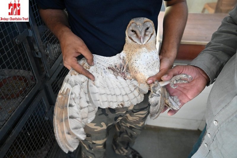 Raptor Rehabilitation Project (RRP)