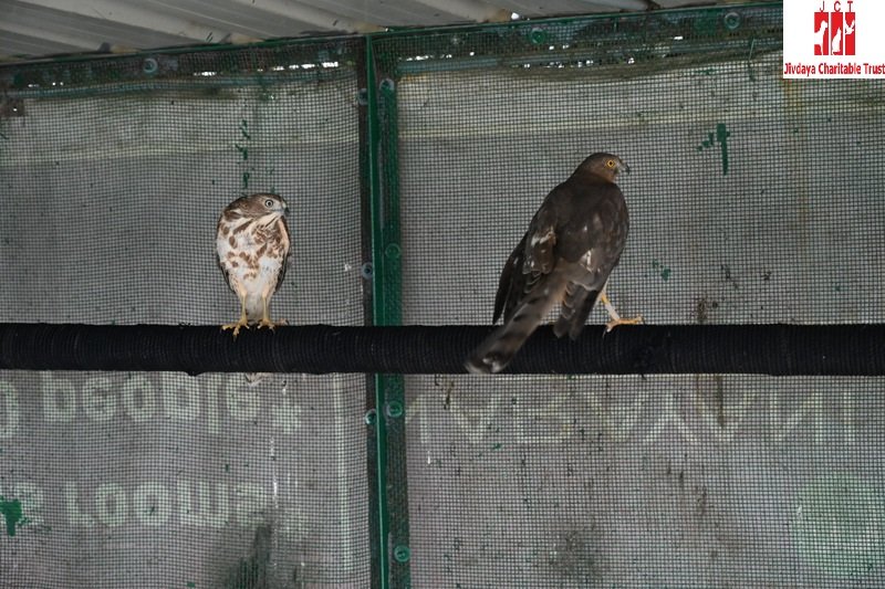 Raptor Rehabilitation Project (RRP)