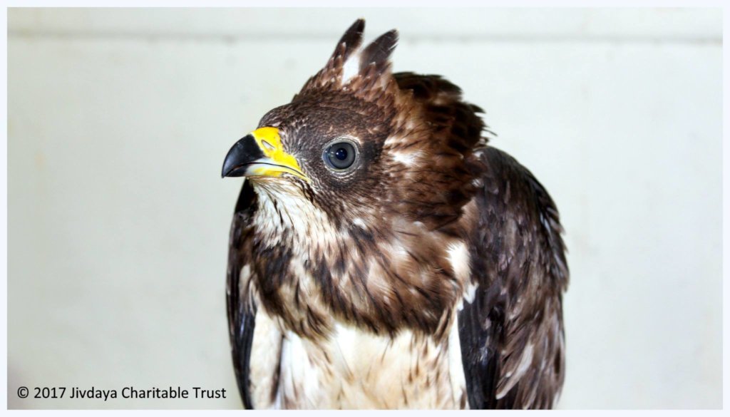 Raptor Rehabilitation Project (RRP)