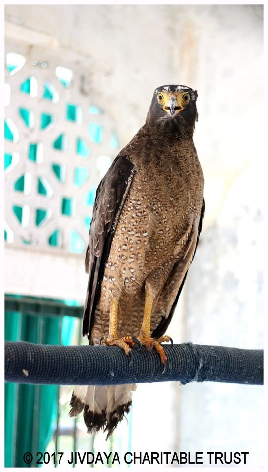 Raptor Rehabilitation Project (RRP)