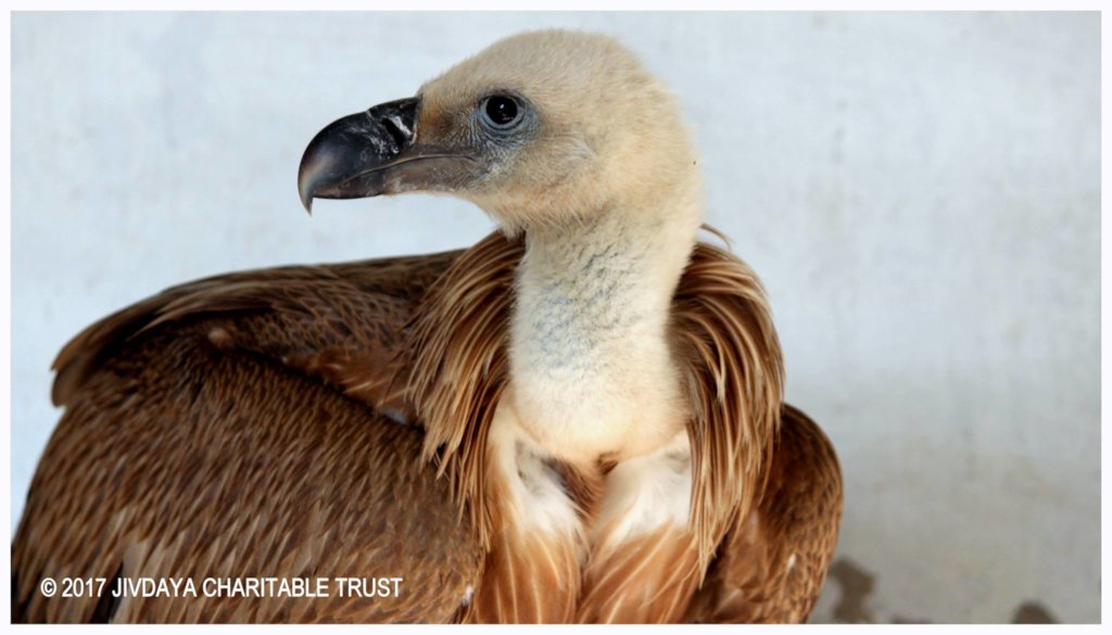 Raptor Rehabilitation Project (RRP)