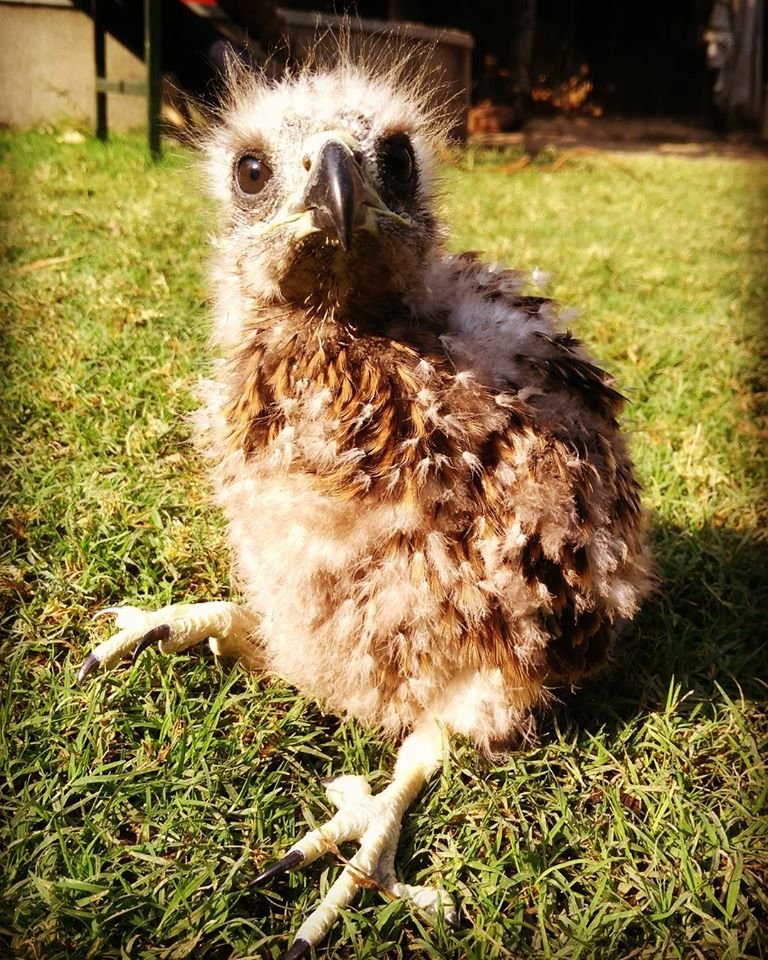 Raptor Rehabilitation Project (RRP)