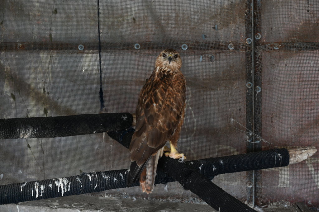 Raptor Rehabilitation Project (RRP)