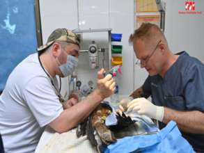 Treatment of Indian Black Kite