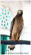 Crested Serpent Eagle under recovery