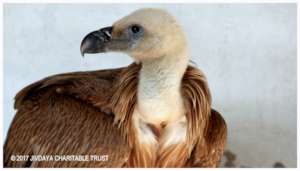 Griffon vulture at our facility