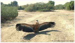 Griffon vulture rehabilitated in the wild