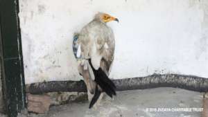Egyptian vulture at our facility