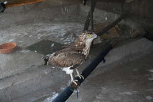 Short-toed snake eagle at our facility