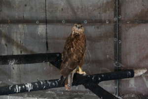 Greater spotted Eagle at our facility