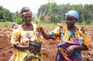Farmers hold a bamboo seedling before planting it