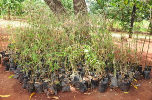 Bamboo seedlings that were distributed to farmers