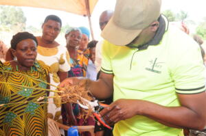 Practical demonstration on how to propagate bamboo