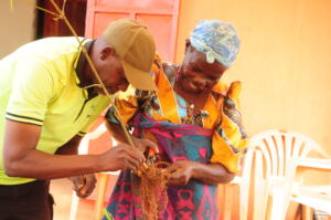 Practical demonstration on how to propagate bamboo