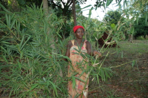 Another farmer by her bamboo