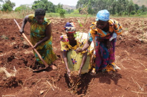 Female farmers carefully plant the bamboo seedling