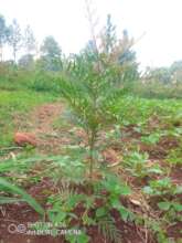 A Graverilli Rubusta tree planted to honor donors