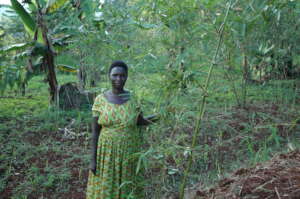 Bamboo growing