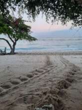 Tracks leading back to the ocean after a nest!
