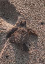 A lucky baby Hawksbill on her way to the ocean.
