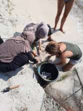Emergency evacuation of nest flooded by high tides
