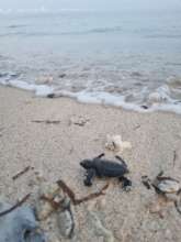 Hatchling so close to freedom