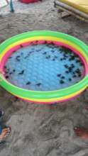 Rapid reports to turtles held in a pool
