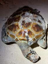 A sad ending for this adult green turtle washed up