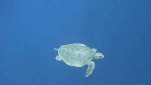 Gili's second positive ID of an Olive Ridley male