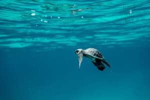 Baby Hawksbill from @karolatakesphotos
