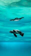 Baby Hawksbill in her swimming frenzy to open sea.