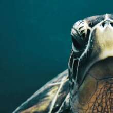 An island resident Green Sea Turtle by @KarolaTP