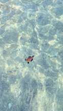 Freedom for every baby turtle