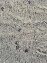 Tiny tide of tiny flipperprints