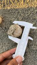 Measuring the eggs helps identification