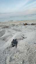 One of the green turtles safely released in Oct