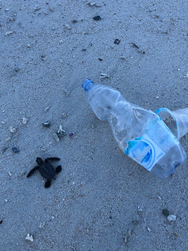 Save the Gili Turtles & Help to Build a Hatchery