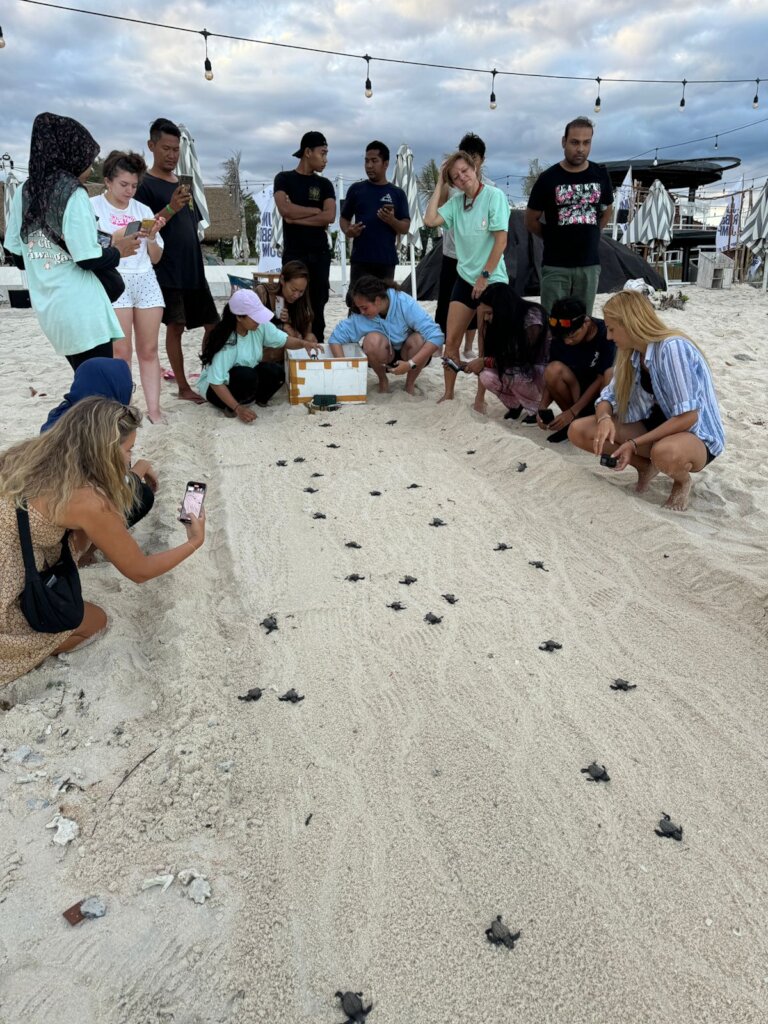 Save the Gili Turtles & Help to Build a Hatchery