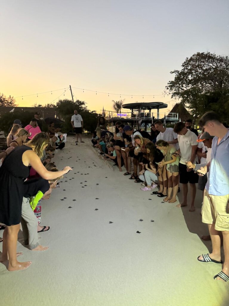 Save the Gili Turtles & Help to Build a Hatchery