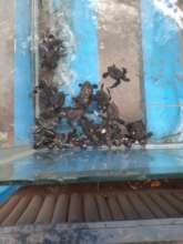 Hatchlings shouldn't be in tanks!