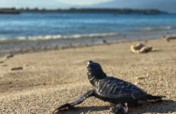 Save the Gili Turtles & Help to Build a Hatchery
