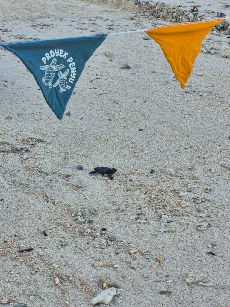 Everyone stands back as the turtles race forward