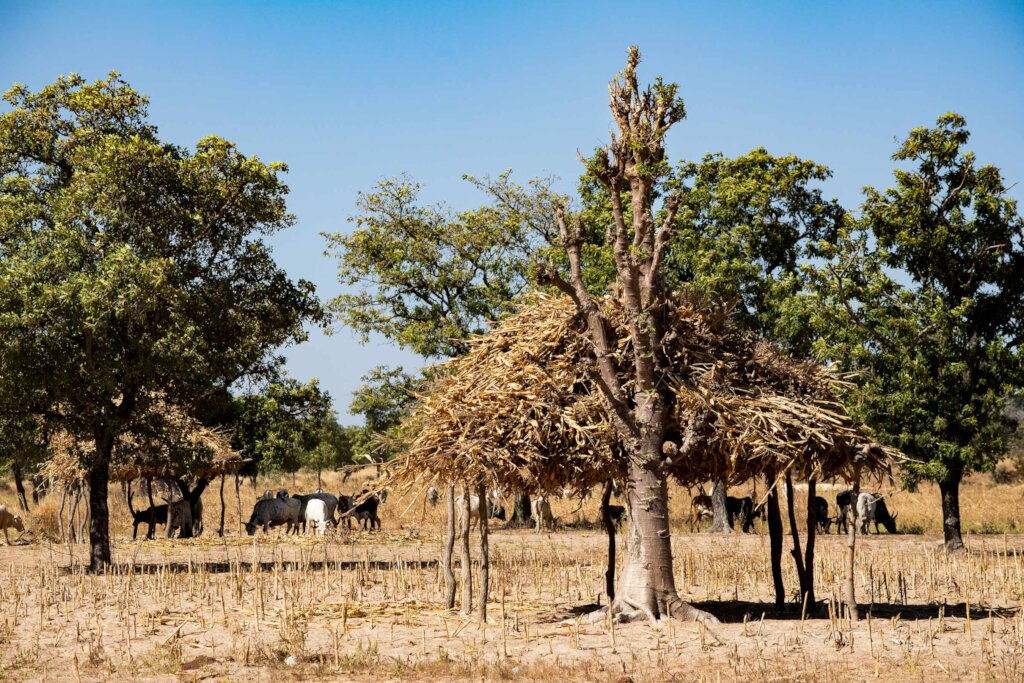 Ground Breaking Malaria Research